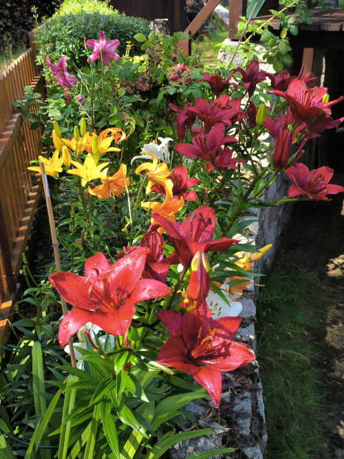 lilie przy ogrodzeniu